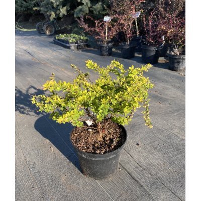 Саджанці купити Барбарис Тунберга (Berberis thunbergii) "Sunsation" / контейнер С2 L