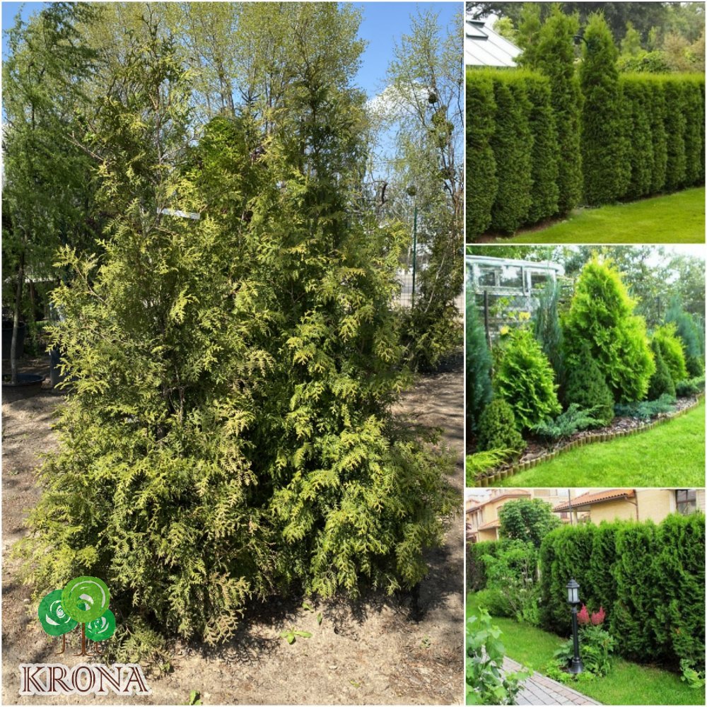Саджанці купити Туя західна (Thuja occidentalis) "Brabant" / H 190-210 см / ком