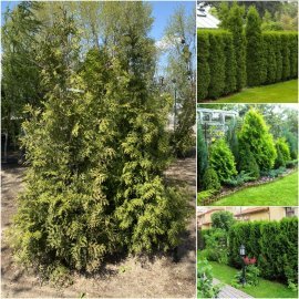 Туя західна (Thuja occidentalis) "Brabant" / H 190-210 см / ком