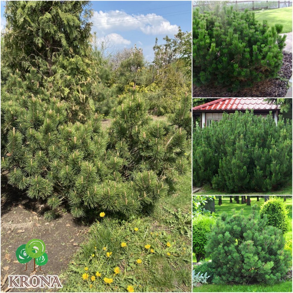 Саджанці купити Сосна гірська (Pinus mugo) "Mughus" ниваки/D 200 см/кому