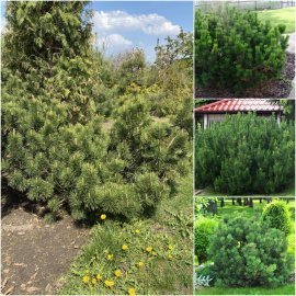 Сосна гірська (Pinus mugo) "Mughus" ниваки/D 200 см/кому Сосна гірська (Pinus mugo) "Mughus" ниваки/D 200 см/кому