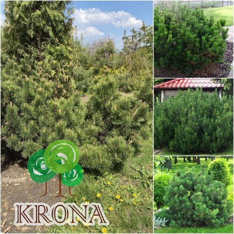 Саджанці купити Сосна гірська (Pinus mugo) "Mughus" ниваки/D 200 см/кому