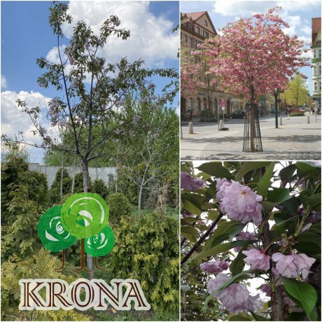 Саджанці купити Сакура "Kanzan" /Stam 180 см/Н 350 см/АЛЕ 20-24 см/ кому