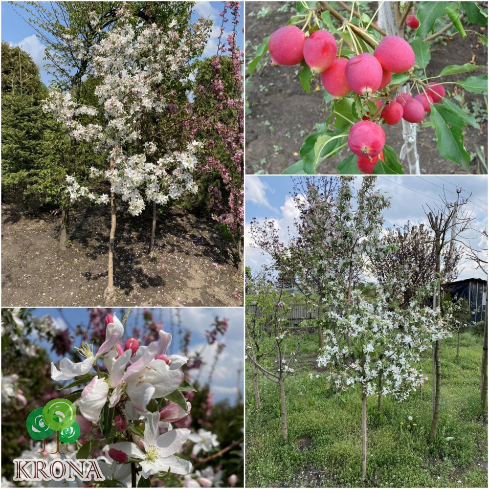 Саджанці купити Яблуня декоративна (Malus) "Dolgo" /H 180+ см/ ком