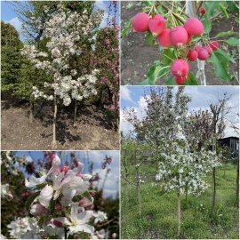 Яблуня декоративна (Malus) "Dolgo" /H 180+ см/ ком
