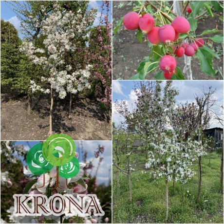 Саджанці купити Яблуня декоративна (Malus) "Dolgo" /H 180+ см/ ком