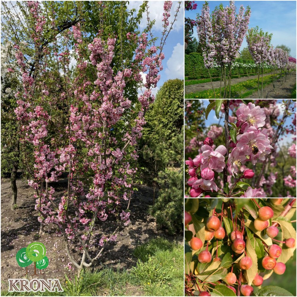 Саджанці купити Яблоня декоративная (Malus) "Van Eseltine" /H 200см+/ контейнер