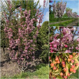 Яблоня декоративная (Malus) "Van Eseltine" /H 200см+/ контейнер Яблоня декоративная (Malus) "Van Eseltine" /H 200см+/ контейнер