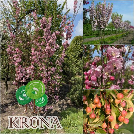 Саджанці купити Яблоня декоративная (Malus) "Van Eseltine" /H 200см+/ контейнер