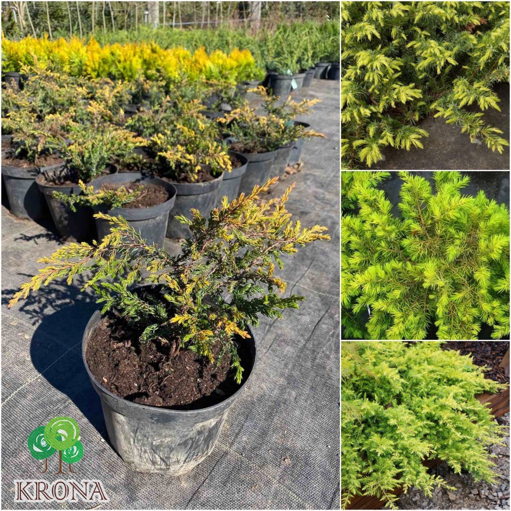 Саджанці купити Ялівець прибережний (Juniperus conferta) "All Gold"/контейнер С2 L