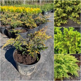 Ялівець прибережний (Juniperus conferta) "All Gold"/контейнер С2 L