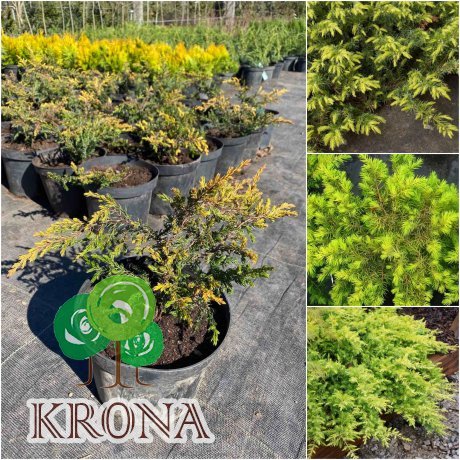 Саджанці купити Ялівець прибережний (Juniperus conferta) "All Gold"/контейнер С2 L