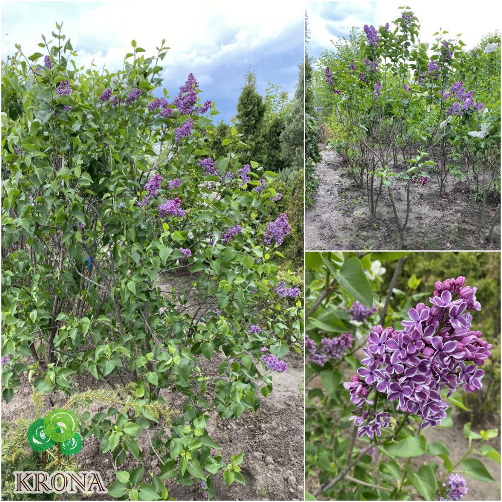 Саджанці купити Бузок звичайний (Syringa vulgaris "Sensation" / кущ Н 180 см+ / ком