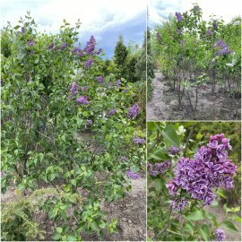 Бузок звичайний (Syringa vulgaris "Sensation" / кущ Н 180 см+ / ком