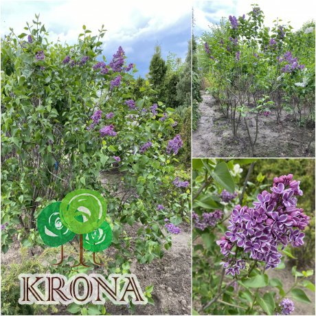 Саджанці купити Бузок звичайний (Syringa vulgaris "Sensation" / кущ Н 180 см+ / ком