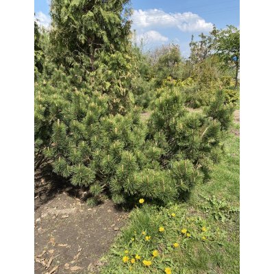Саджанці купити Сосна гірська (Pinus mugo) "Mughus" ниваки/D 200 см/кому