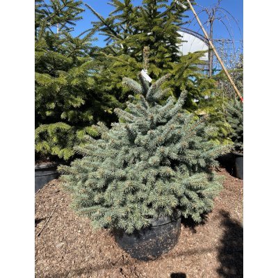 Саджанці купити Ялина колюча блакитна (Picea pungens f.glauca) "Majestic blue" / H 120-140 см / ком