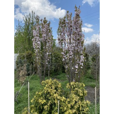 Саджанці купити Сакура (Prunus serrulata) "Amanogawa" /H 400+ см/НО 25-30 см/ ком