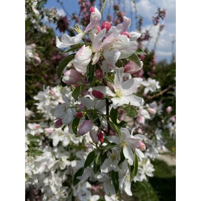 Саджанці купити Яблуня декоративна (Malus) "Dolgo" /H 180+ см/ ком