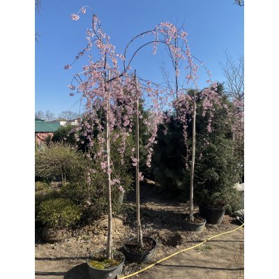 Саджанці купити Сакура / слива кудлата (Prunus subhirtella) "Pendula Rosea"/Stam 200-205 см/АЛЕ 16-18 см/контейнер С30 L