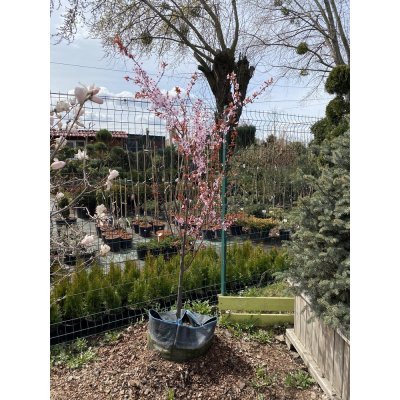 Саджанці купити Слива розчепірена (Prunus cerasifera) "Nigra" /Н 240-260 см/АЛЕ 8-10 см/контейнер