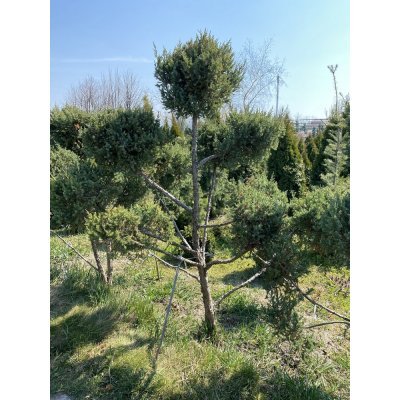 Саджанці купити Ялівець китайський (Juniperus chinensis) "Stricta" ниваки /Н 160 см/ ком