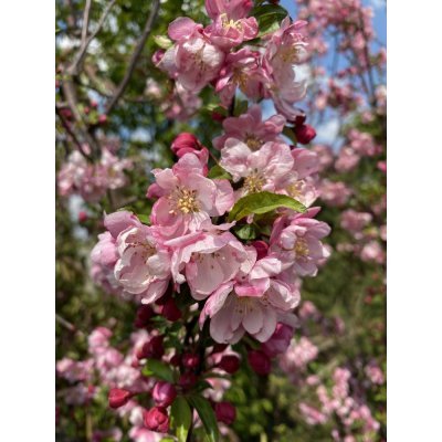 Саджанці купити Яблоня декоративная (Malus) "Van Eseltine" /H 200см+/ контейнер