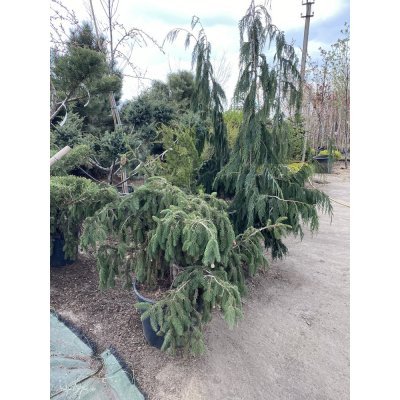 Саджанці купити Кіпарисовик нутканський (Chamaecyparis nootkatensis) "Pendula" / H 190-200 см / контейнер
