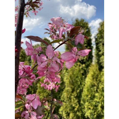 Саджанці купити Яблуня декоративна (Malus) "Ola" / H300-350 см / НО11-13см / контейнер