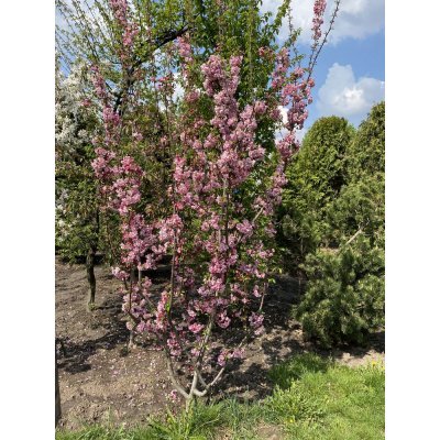 Саджанці купити Яблоня декоративная (Malus) "Van Eseltine" /H 200см+/ контейнер
