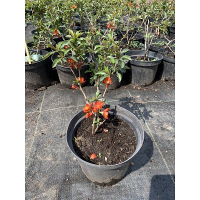Саджанці купити Айва японська / хеномелес (Chaenomeles japonica) "Sargentii" / контейнер С3 L