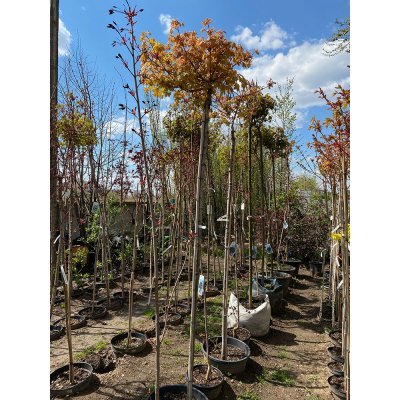 Саджанці купити Клен гостролистий (Acer platanoides) "Golden Globe" /Stam 180-200 см/контейнер С35 L