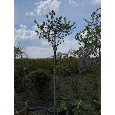 Саджанці купити Ірга канадська (Amelanchier canadensis) / Stam 140-150 см / АЛЕ 8 см / контейнер