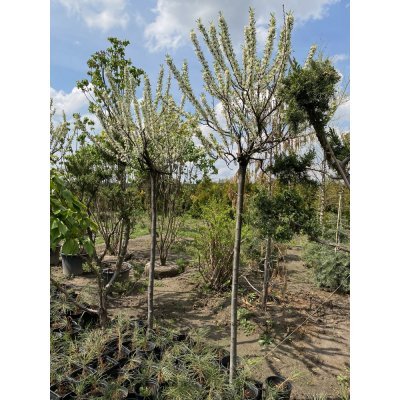 Саджанці купити Слива приземка (Prunus pumila) ''Depressa'' /Stam 120 см/АЛЕ 8-10см/ кому