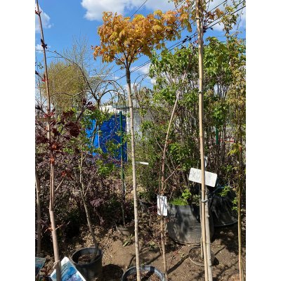 Саджанці купити Клен гостролистий (Acer platanoides) "Golden Globe" /Stam 180-200 см/контейнер С35 L