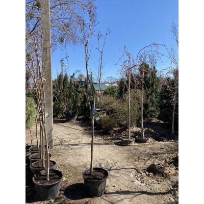 Саджанці купити Горобина звичайна (Sorbus aucuparia) "Autumn Spire" або "Flanrock"/H 240 см/С7.5 L