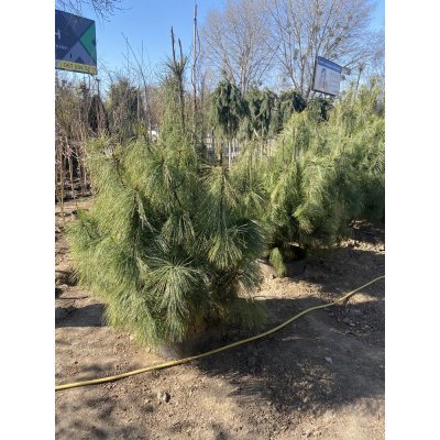 Саджанці купити Сосна гімалайська / Гріффіта (Pinus wallichiana / Griffithii) /Н 140-170 см/ ком