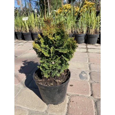 Саджанці купити Кіпарисовик тупий (Chmaecyparis obtusa) "Nana Gracilis" / контейнер C3 L