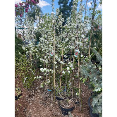 Саджанці купити Яблуня декоративна (Malus) "Dolgo"/H 210-250 см/контейнер С35 L