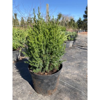 Саджанці купити Ялівець китайський (Juniperus chinensis) "Stricta" /Н 50 см/контейнер С5 L