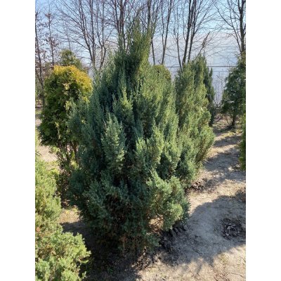 Саджанці купити Ялівець китайський (Juniperus chinensis) "Stricta" /Н 190 см/ кому