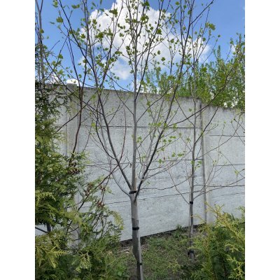 Саджанці купити Тюльпанове дерево (Liriodendron tulipifera) /Н 350+ см/АЛЕ 6-8см /ком
