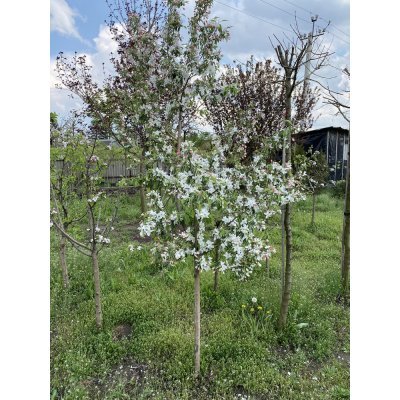 Саджанці купити Яблуня декоративна (Malus) "Dolgo" /H 180+ см/ ком