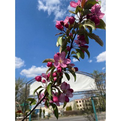 Саджанці купити Яблуня декоративна (Malus) "Ola" / H300-350 см / НО11-13см / контейнер