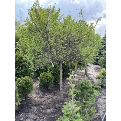 Саджанці купити В'яз голландський (Ulmus hollandica) "Jacqueline Hillier"/Stam 110 см/НО  15-20 см/ком