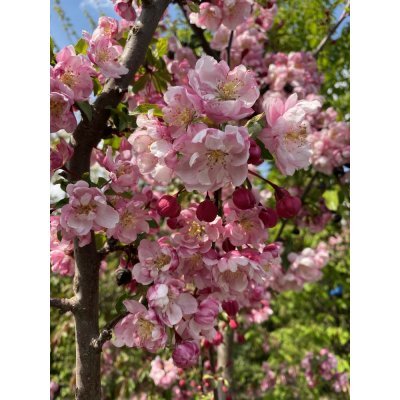 Саджанці купити Яблоня декоративная (Malus) "Van Eseltine" /H 200см+/ контейнер
