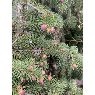 Саджанці купити Ялина звичайна (Picea abies) "Acrocona" / H100 см / D 130 см / контейнер