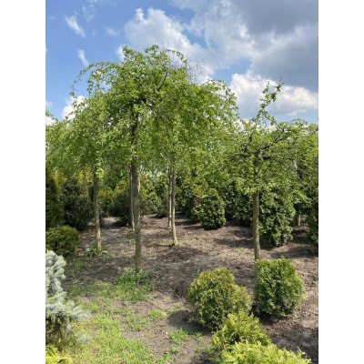 Саджанці купити Граб звичайний 'Pendula' /Stam 180-200 см/НО 30-38 см/ контейнер