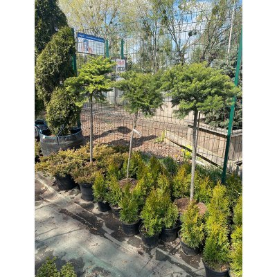 Саджанці купити Ялиця корейська (Abies koreana) "Green Carpet" /Stam 100-120 см/ контейнер С5 L