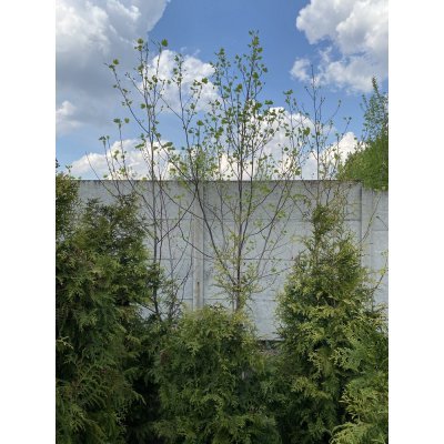 Саджанці купити Тюльпанове дерево (Liriodendron tulipifera) /Н 350+ см/АЛЕ 6-8см /ком